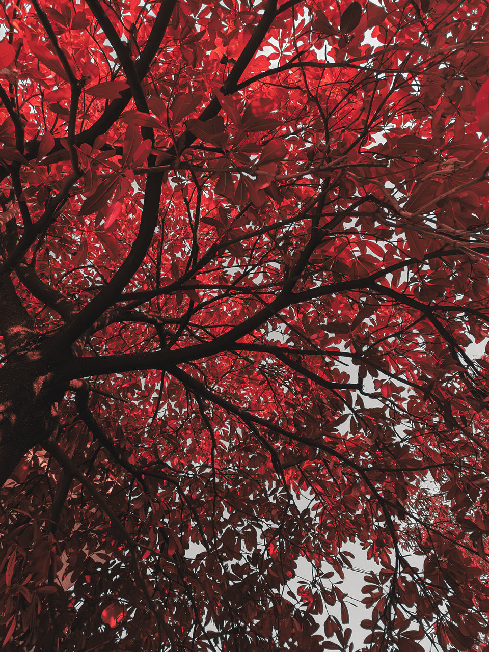 LOW ANGLE VIEW OF RED FLOWERING TREE