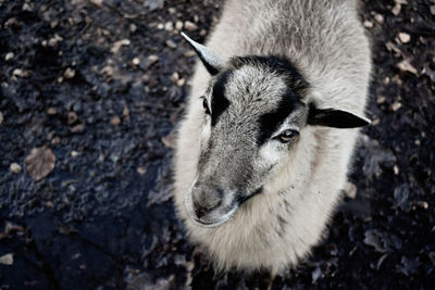 Close-up portrait of a sheep