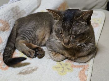 Close-up of domestic cat resting on sofa
