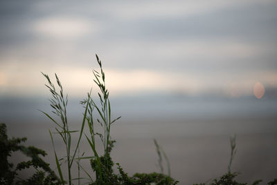 Close-up of plants against sky during sunset