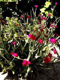 Flowers blooming in spring