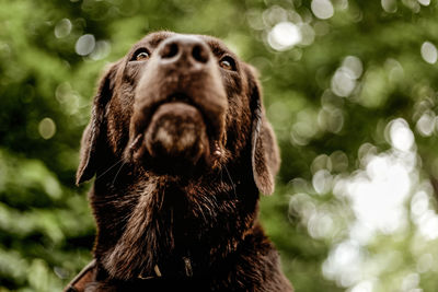 Close-up portrait of a dog