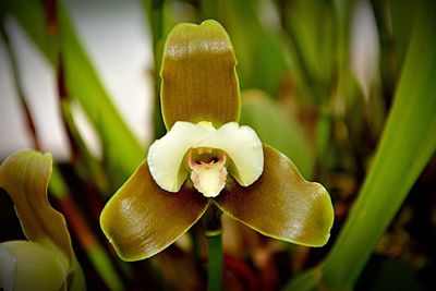 Close-up of flowers blooming