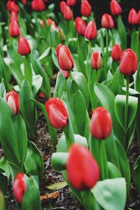 Close-up of red flowering plants