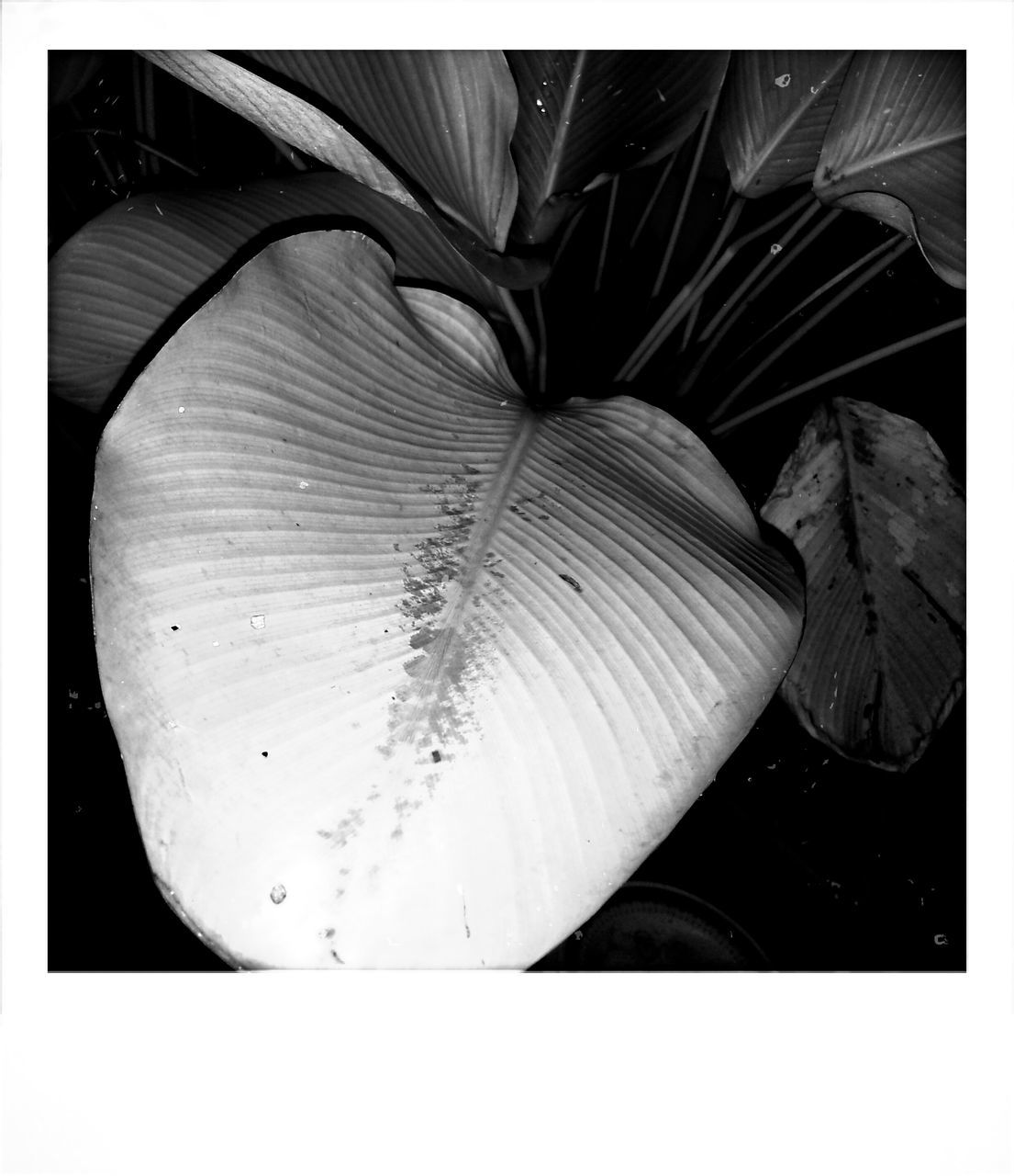 transfer print, auto post production filter, close-up, high angle view, no people, outdoors, day, natural pattern, fragility, still life, detail, nature, textured, full frame, pattern, backgrounds, leaf, metal, ground, sunlight