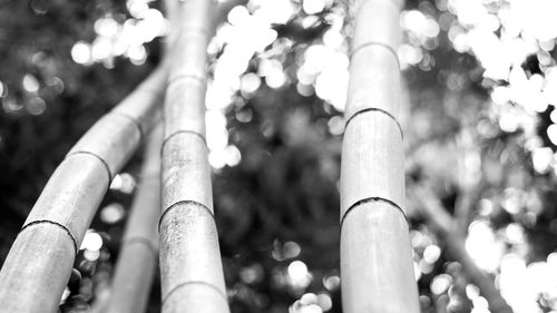 Low angle view of bamboo trees