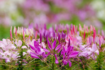 Close-up of pink flowering plants on field