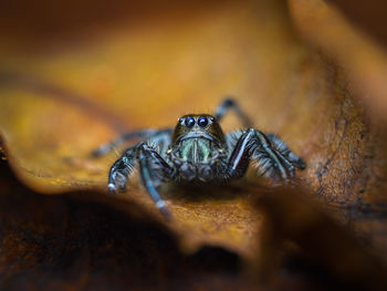 Close-up of spider