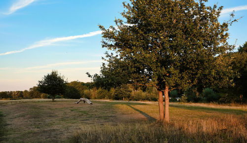 Trees on field against sky
