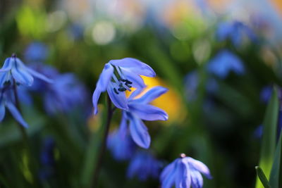 Close-up of purple flowers blooming outdoors