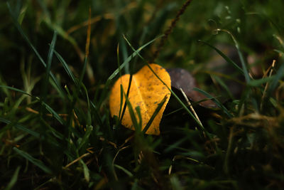 nature