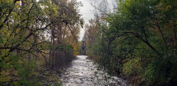 Scenic view of river flowing amidst trees in forest