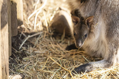 Close-up of rabbit on field