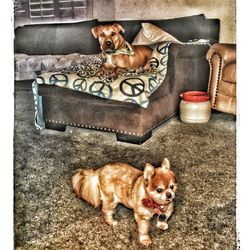 Portrait of dog with cat