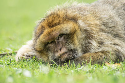 Close-up of a monkey relaxing on grass
