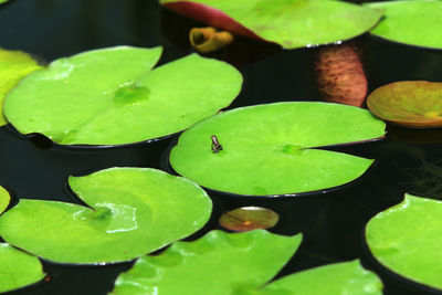 Close-up of lotus leaves floating in pond