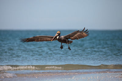 Brown pelican bird pelecanus occidentalis swimming and flying around clam pass in naples, florida