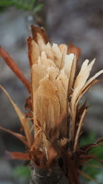 Close-up of dried plant on field