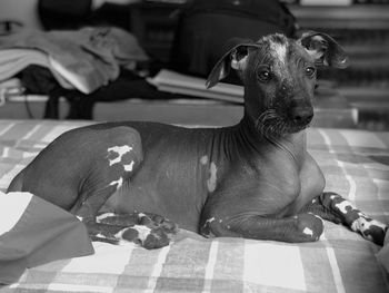 Portrait of dog sitting at home