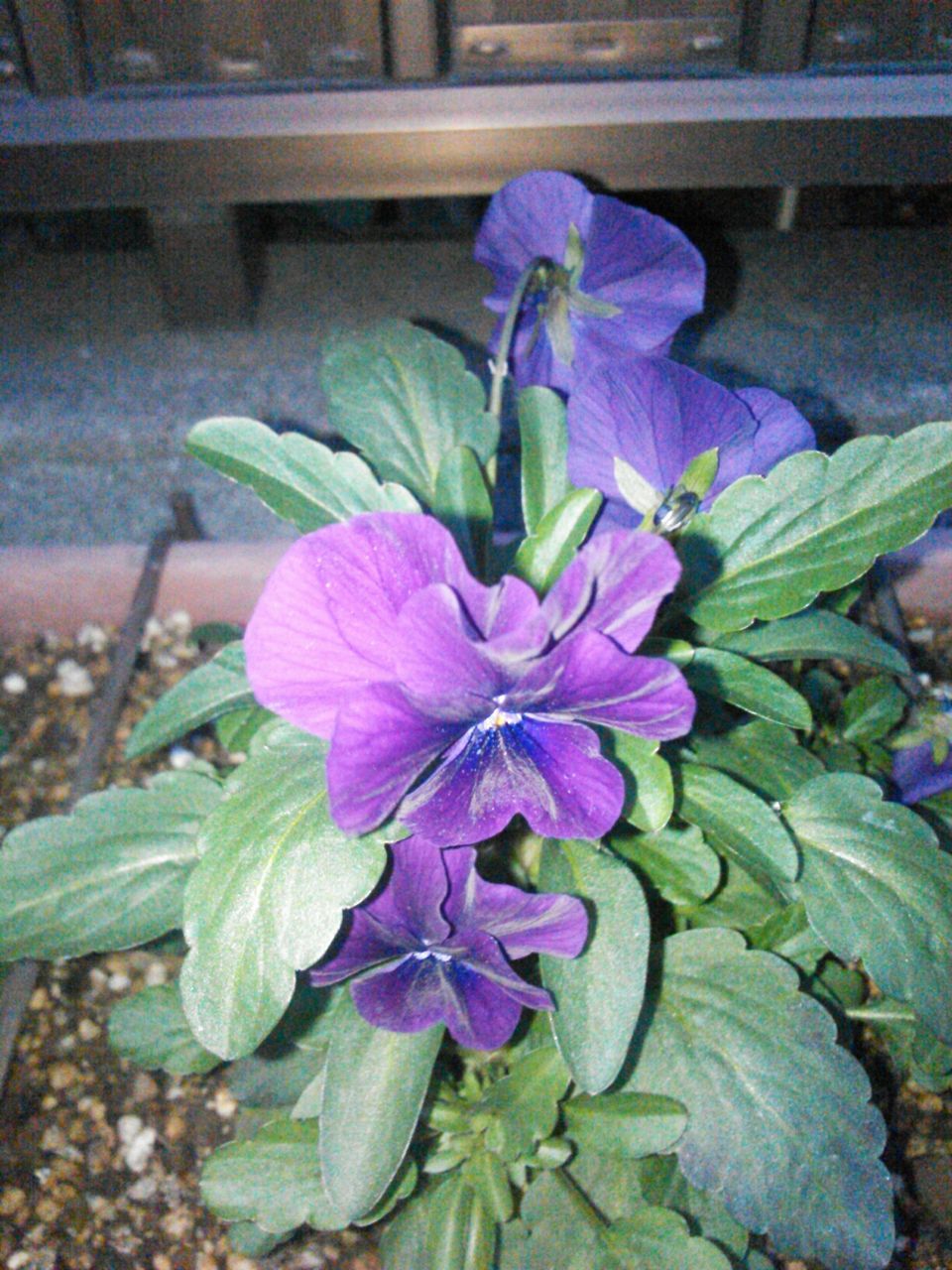 flower, freshness, petal, fragility, leaf, growth, flower head, plant, purple, beauty in nature, blooming, nature, close-up, green color, high angle view, in bloom, focus on foreground, outdoors, day, no people