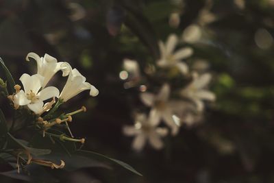 Close-up of fresh flower tree