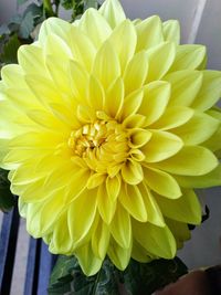 Close-up of yellow dahlia