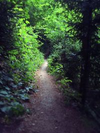 Narrow pathway along trees in forest