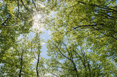 Low angle view of trees against sky