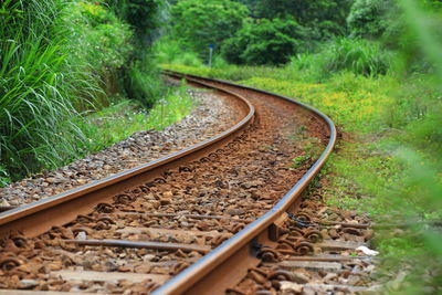 Railroad track amidst trees