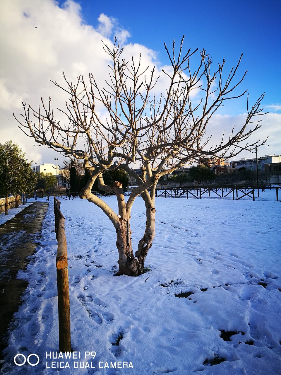 FROZEN TREE AGAINST SKY