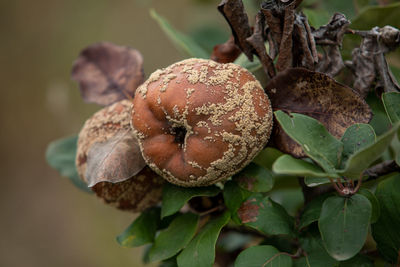 Close-up of fruit growing on plant