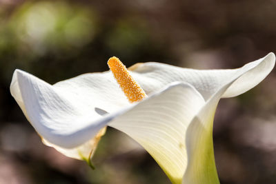 Close-up of calla lily flower