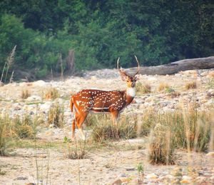 Giraffe standing in forest