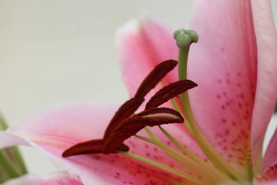 Close-up of pink flower