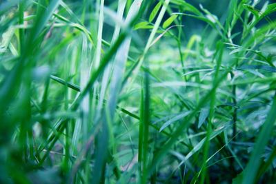 Full frame shot of green grass