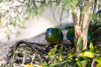 Close-up of bird perching on plant