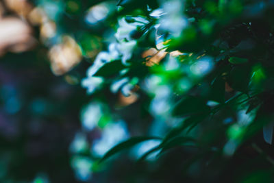 Full frame shot of plants