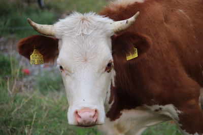 Close-up portrait of cow