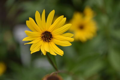 Close-up of yellow flowering plant