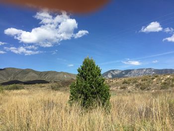 Scenic view of field against sky