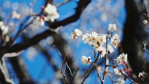 Low angle view of cherry blossoms