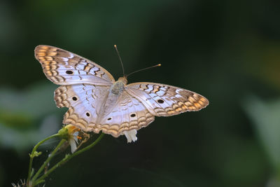 Close-up of butterfly on plant