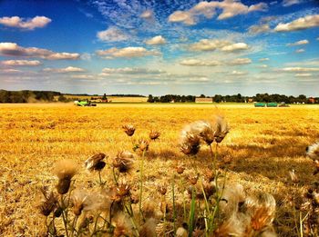 Scenic view of field against sky