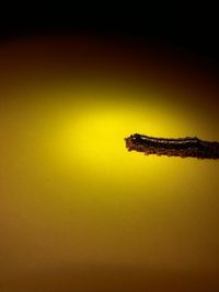 Horse in illuminated room against sky