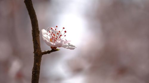 Close-up of white flowering plant