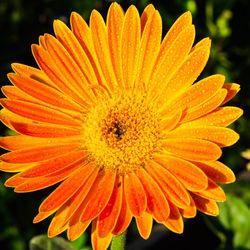 Close-up of orange flower blooming outdoors