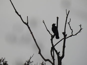 Low angle view of silhouette bird perching on bare tree