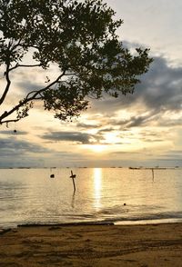 Silhouette tree on beach against sky during sunset