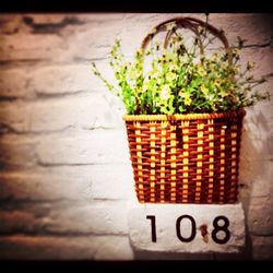 Potted plants on the wall