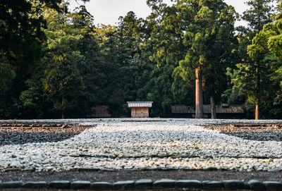 Road by trees in city